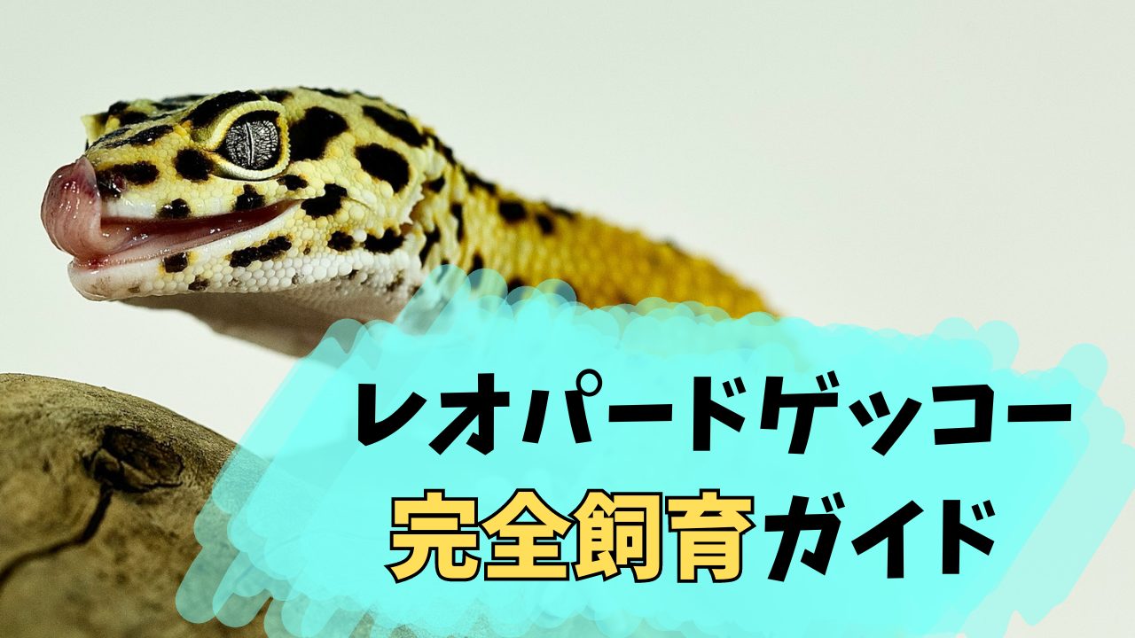 レオパードゲッコーの飼育方法アイキャッチ画像