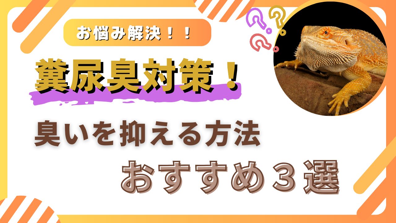 爬虫類 糞尿臭対策サムネイル