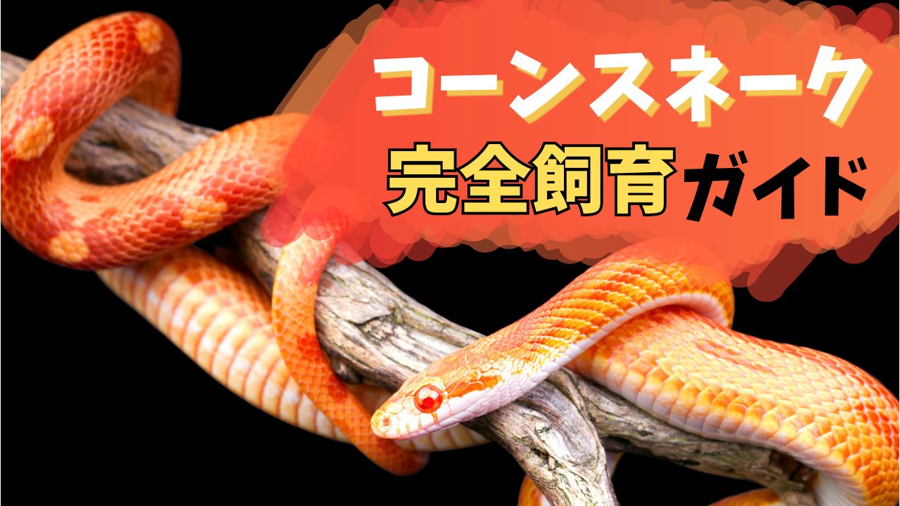 コーンスネーク Pantherophis guttatus