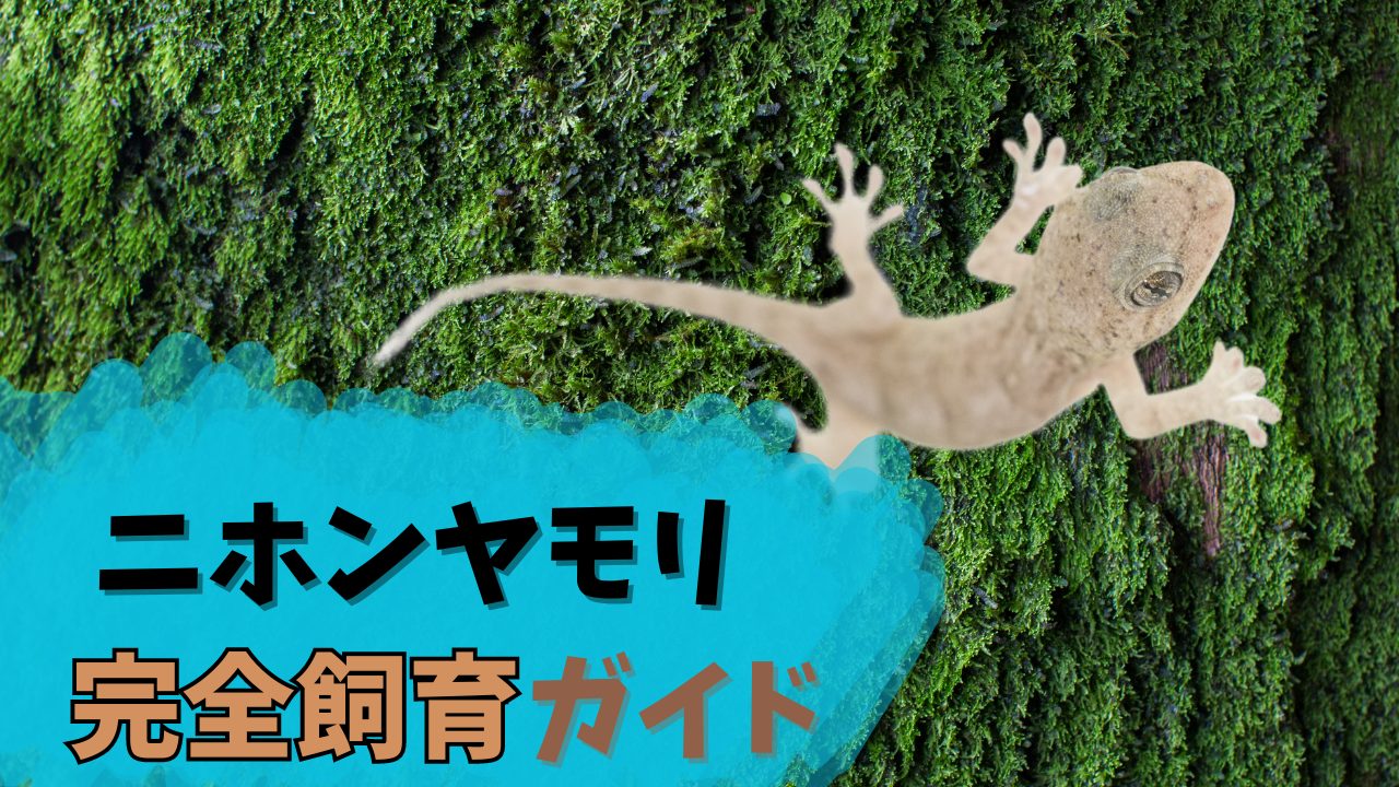 ニホンヤモリ_サムネ